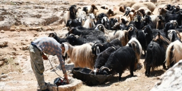 batman-hayvancilik-aa-2382494