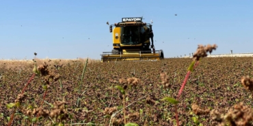 bugday-hasat-ciftci-batman-aa-2242097