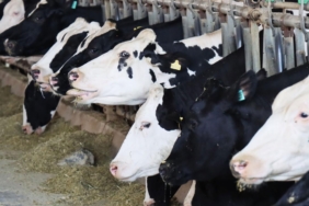 buyukbas-hayvan-2009751