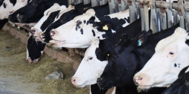 buyukbas-hayvan-2009751