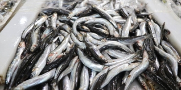 hamsi-tekirdag-aa-2295051