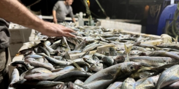 istavrit-balikcilik-balik-aa-2279682