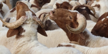 kurban-kurban-bayrami-kurban-pazari-sanliurfa-aa-2059836