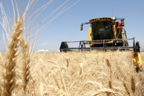 mus-hububat-hasadi-aa-2254799