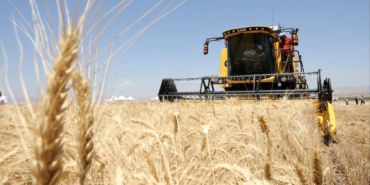 mus-hububat-hasadi-aa-2254799