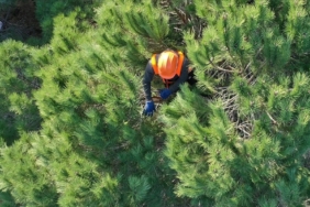 orman-iscisi-aa-1795749