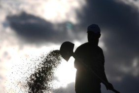 pirinc-duzce-aa-2280653