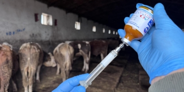 sap-hastaligi-aa-2338122