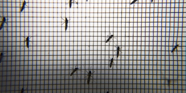 sivrisinek-aa-1924132