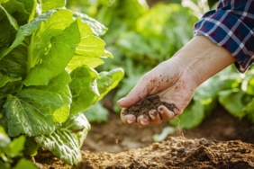 tarim-stok-getty-2339272