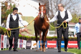 tigem-arap-ati-2282185