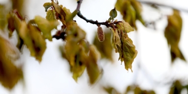 zirai-don-aa-2351847