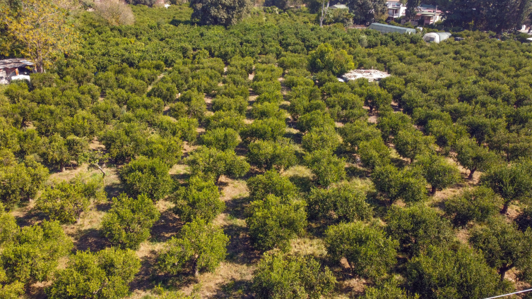 aa-39456860 Bodrum mandalinasında rekolte beklentisi yüksek