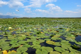 biocesitlilik-2404170