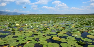 biocesitlilik-2404170