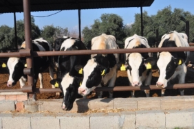 sut-ureticileri-inek-mersin-aa-2167997