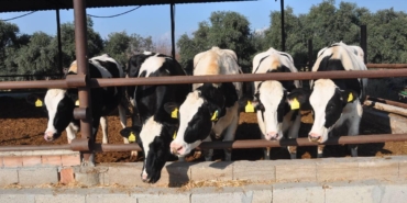 sut-ureticileri-inek-mersin-aa-2167997