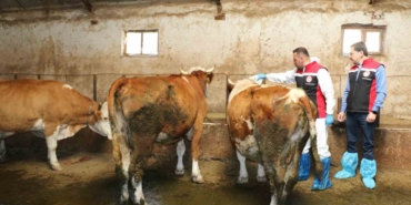 erzincan-da-hayvanlari-kenelere-karsi-korumak-3-20225666_amp