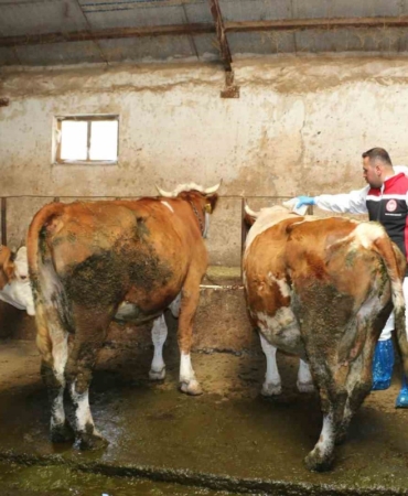 erzincan-da-hayvanlari-kenelere-karsi-korumak-3-20225666_amp