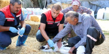 mugla-da-yeni-dogan-buzagi-seferberligi-2-20206861_amp