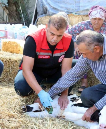 mugla-da-yeni-dogan-buzagi-seferberligi-2-20206861_amp